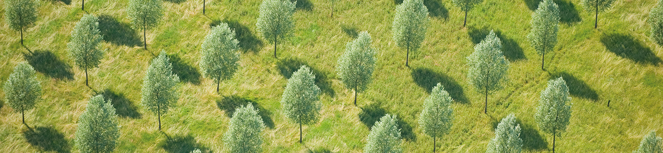 climate asset management - field of trees